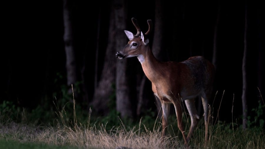 Can deer see trail camera flash?