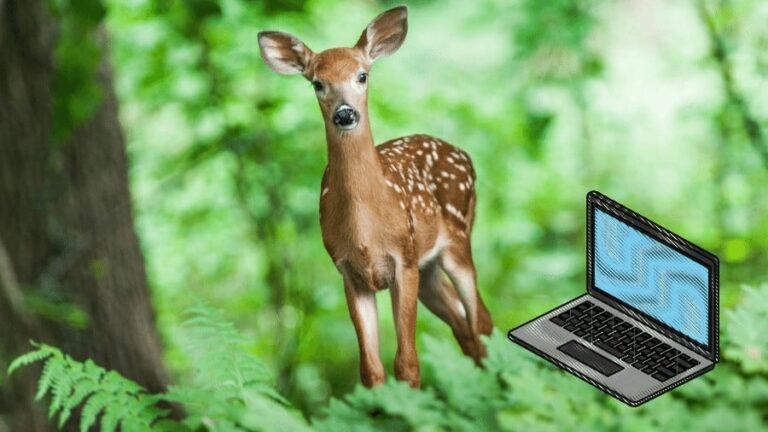How to View Trail Camera Photos on the Computer