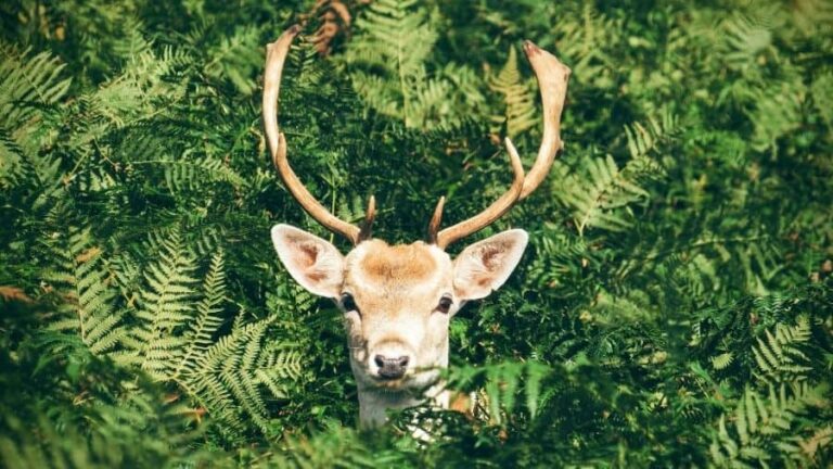 Do Trail Cameras Scare Deer?