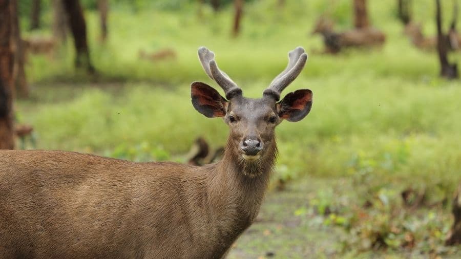 are sambar deer endangered