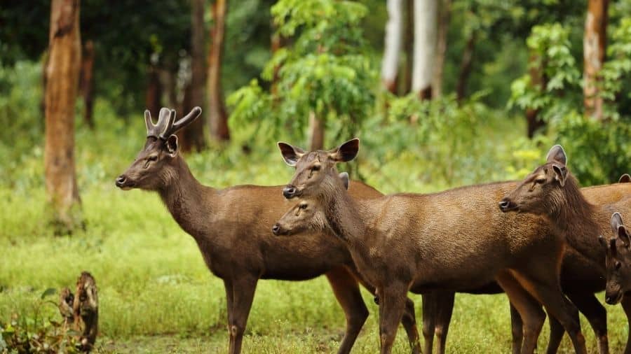 Are Sambar Deer Good To Eat?
