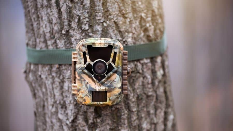 are trail cameras worth it