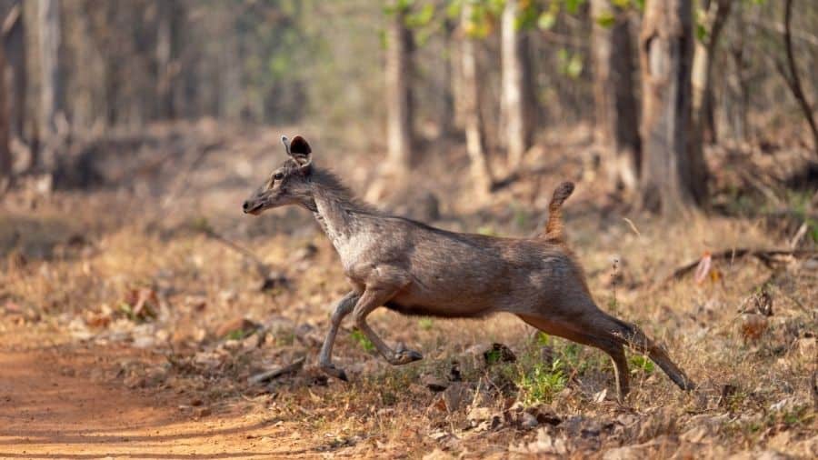 how high can sambar deer jump
