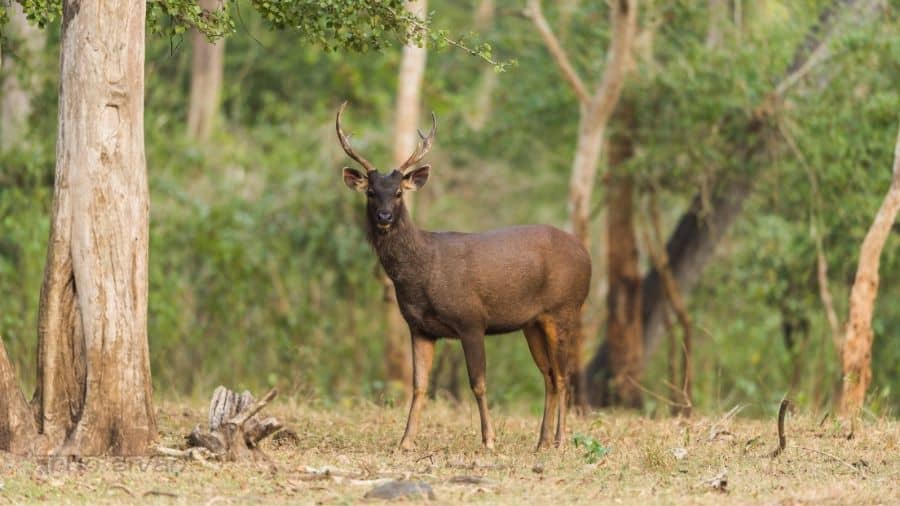 how tall are sambar deer