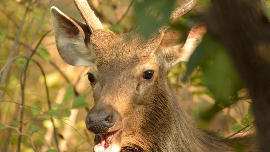 what do sambar deer eat