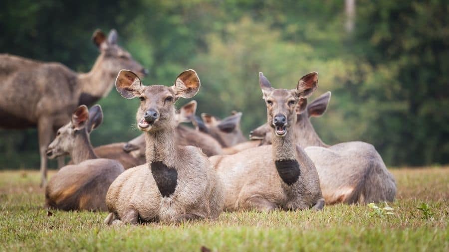 when are sambar deer most active