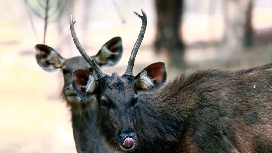 why do sambar deer honk