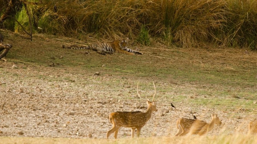 Why Do Tigers Eat Sambar Deer