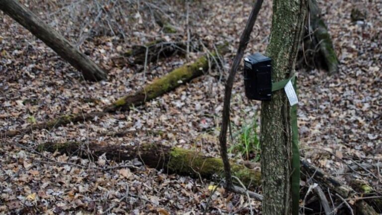 Reasons Why Your Trail Camera Turns Off