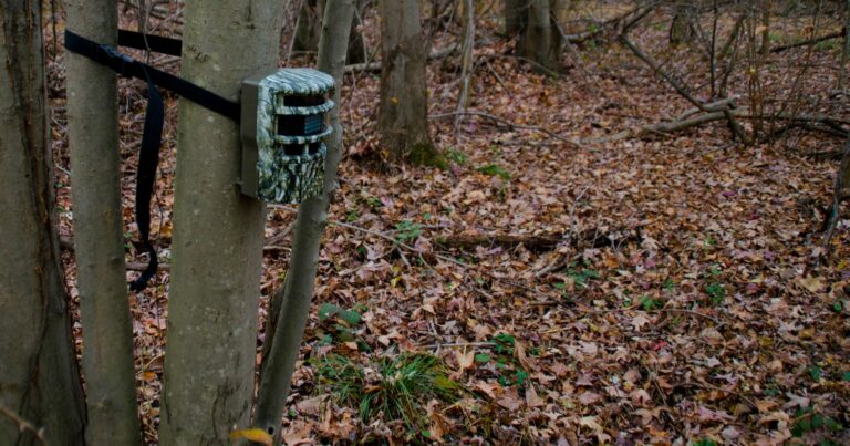Get the Perfect Shots with Your Trail Camera